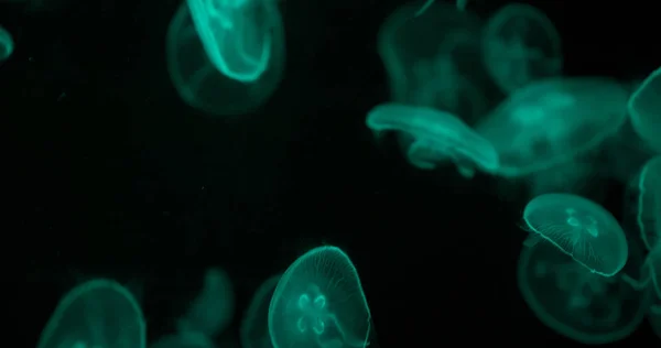 Όμορφη Jellyfishes Στη Δεξαμενή Νερού — Φωτογραφία Αρχείου
