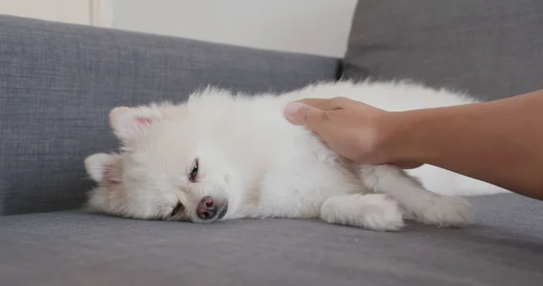 Pomeranian Cão Deitado Sofá — Fotografia de Stock