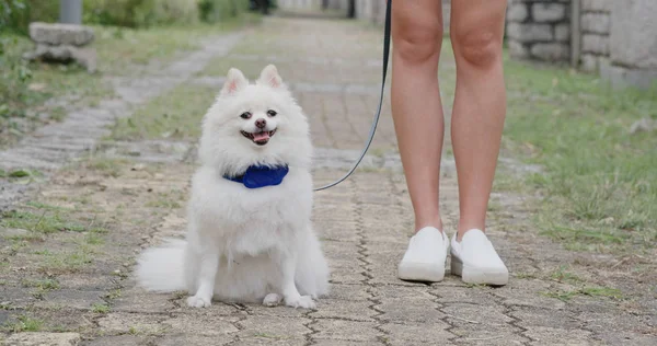 Anjing Pomeranian Yang Cantik Jalanan — Stok Foto