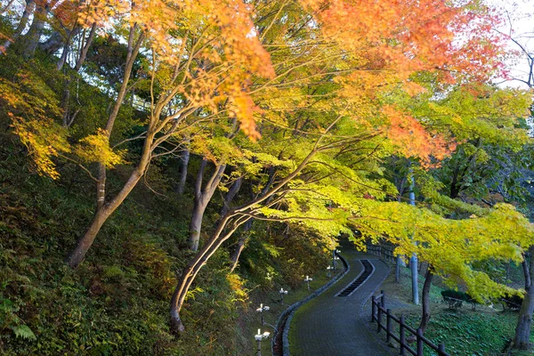 公園で秋のメープル ツリー — ストック写真