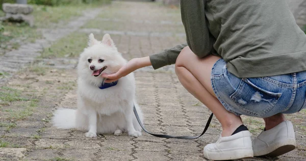 Kvinna Leker Med Sin Hund Utomhus Park — Stockfoto