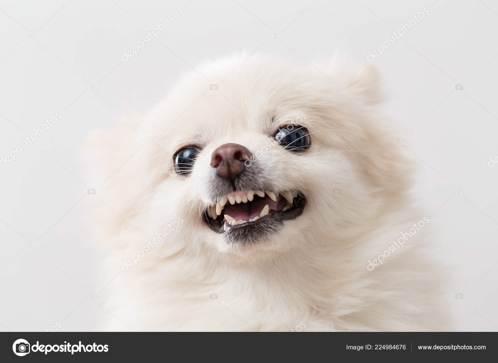 白ポメラニアン怒りを感じて — ストック写真 © leungchopan #224984676