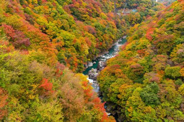 Kinugawa gündüz, sonbahar manzara 