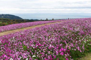 Cosmos çiçek alan yakın çekim 