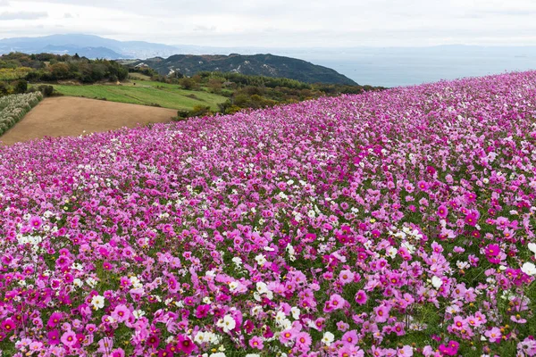 Primo Piano Del Campo Fiori Del Cosmo — Foto Stock