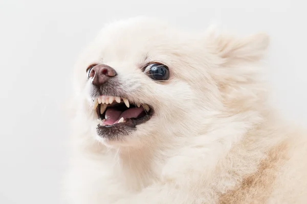 Branco Pomeranian Sentindo Raiva — Fotografia de Stock