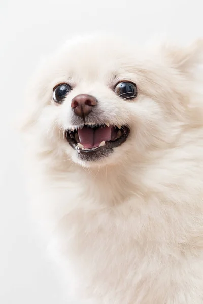 Närbild Vit Pomeranian Avbarkning — Stockfoto