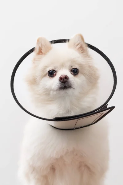 Cão Pomerânia Com Coleira Espacial — Fotografia de Stock
