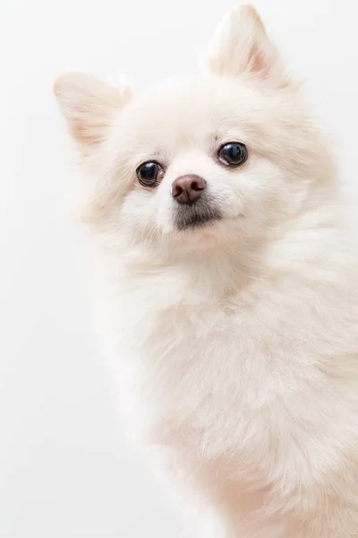 Close Cute Pomeranian Dog — Stock Photo, Image