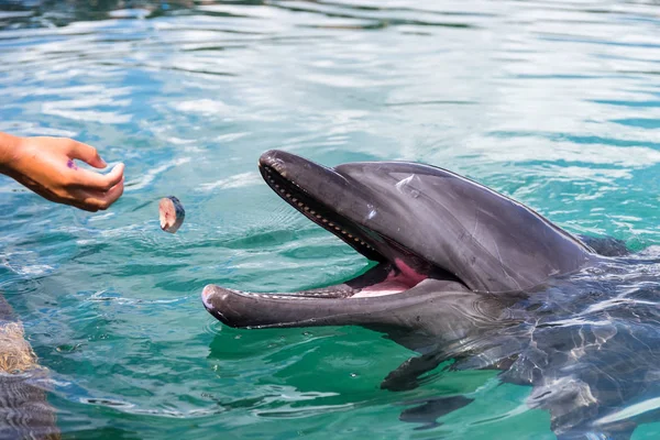 Primer Plano Dolphin Esperar Que Comida — Foto de Stock