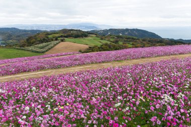 Cosmos çiçek alan yakın çekim 