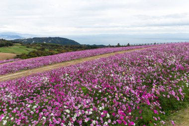 Cosmos çiçek bahçesi yakın çekim