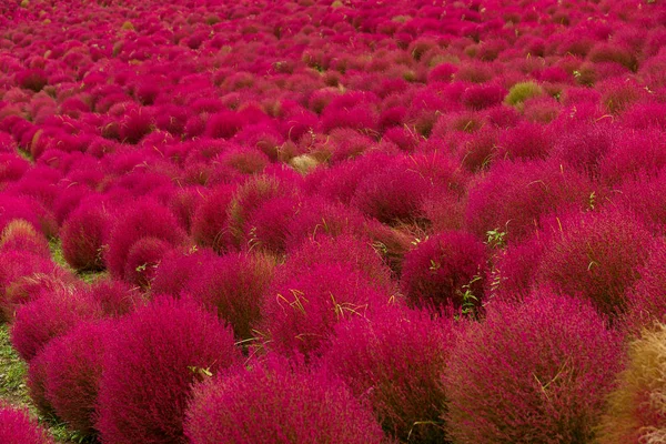 Kırmızı Bassia scoparia alan yakın çekim