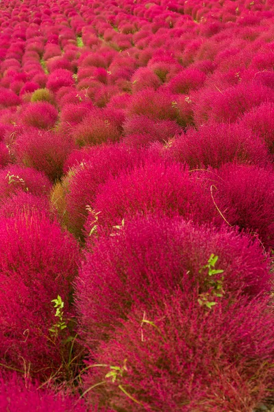 Kırmızı Bassia scoparia alan yakın çekim