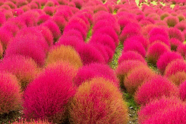 Sonbahar sezonunda Kochia yakın çekim