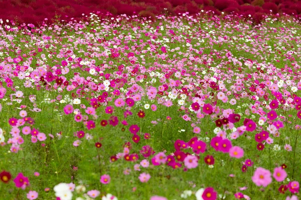 Primer Plano Del Jardín Del Campo Flores Cosmos —  Fotos de Stock