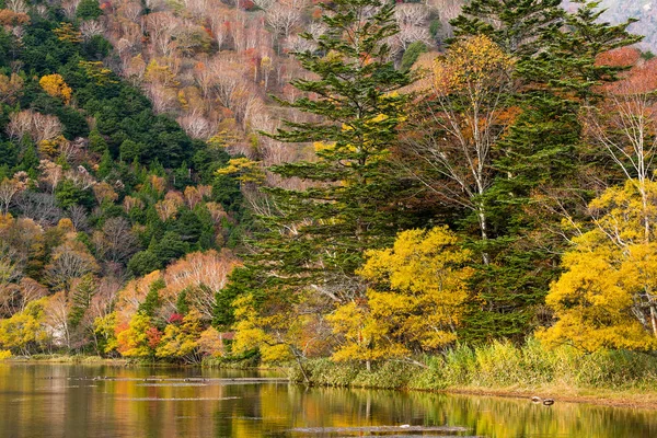 Осенний Сезон Лес Озеро Дневное Время — стоковое фото