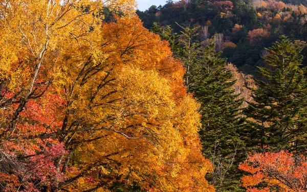 Skogen Höstsäsongen Dagtid — Stockfoto