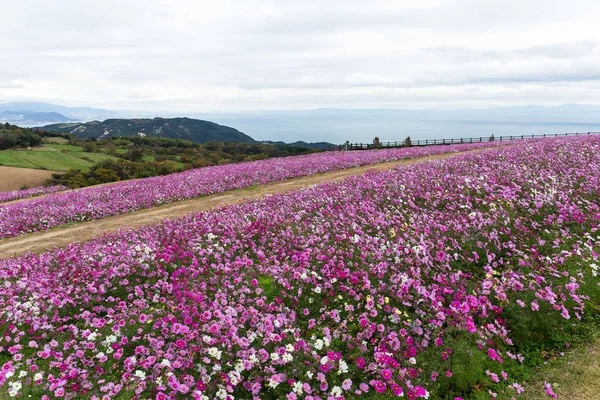 Cosmos çiçek bahçesi yakın çekim