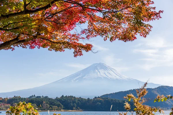 Fuji Montagne Érable — Photo