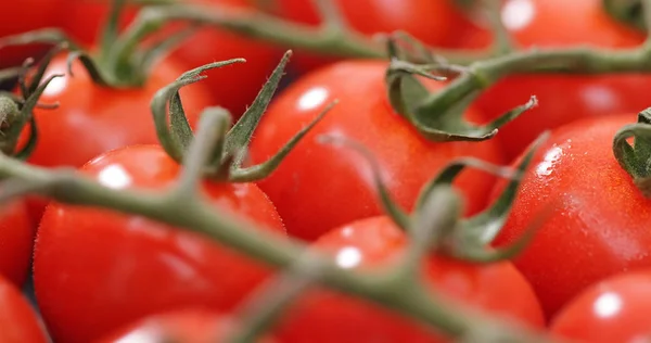 Rote Kirschtomaten Nahaufnahme — Stockfoto