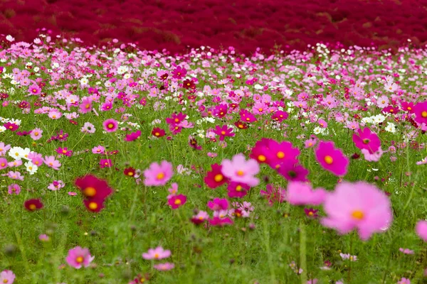 Cosmos Giardino Fiorito — Foto Stock