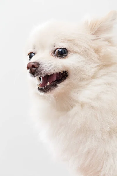 Boos Witte Pommeren Hond — Stockfoto