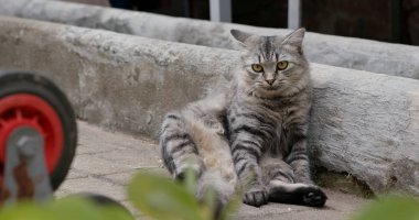 Sokak kedisi yere otur.