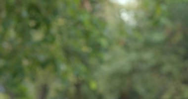 Yeşil bitki ağacının bulanık görüntüsü