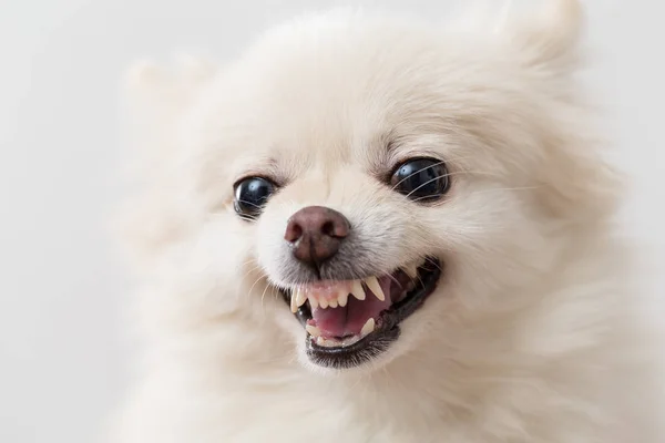 Злий Білий Португальський Собака — стокове фото