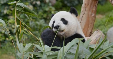 Panda hayvanat bahçesi parkında yeşil bambu yiyor.