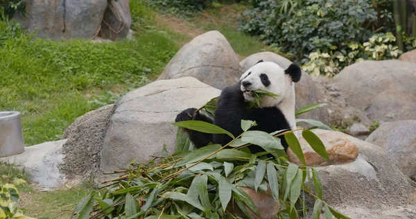 Panda Jeść Bambus Zoo — Zdjęcie stockowe