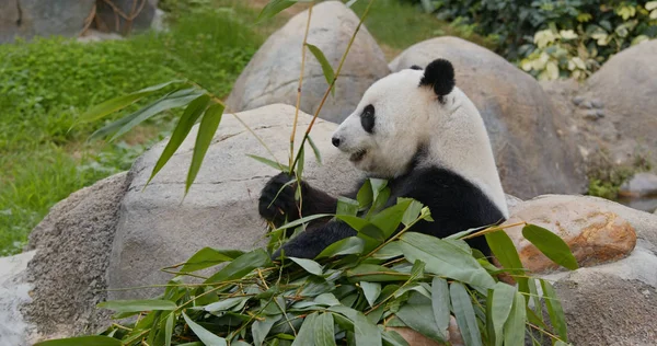 Panda Hayvanat Bahçesinde Bambu Yemek — Stok fotoğraf