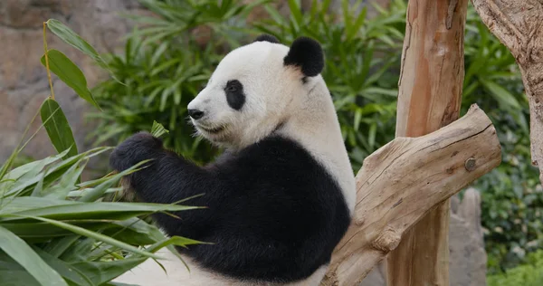 パンダは動物園で竹を食べる — ストック写真