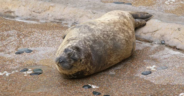 Oorloze Zeehond Het Dierentuin Park — Stockfoto