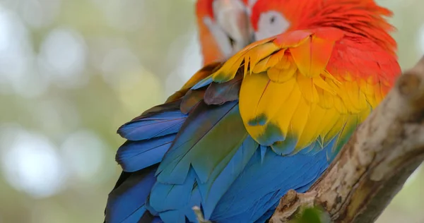 Pár Gyönyörű Színes Macaws — Stock Fotó