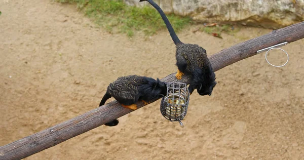 Red Handed Tamarins Filial — Stockfoto