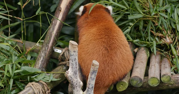 Roter Panda Frisst Bambus — Stockfoto