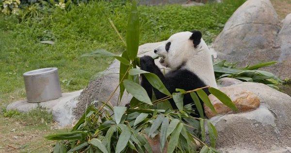 パンダは動物園で竹を食べる — ストック写真