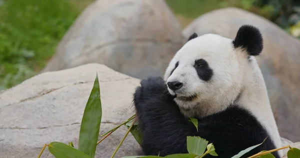 パンダは動物園で竹を食べる — ストック写真
