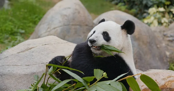 Cute Panda Eat Bamboo — Stock Photo, Image