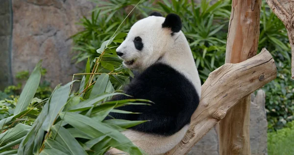 Panda Eat Green Bamboo — Stock Photo, Image