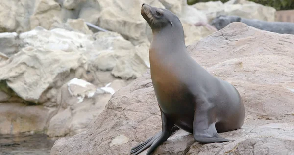 Seelöwe Liegt Auf Dem Felsen — Stockfoto