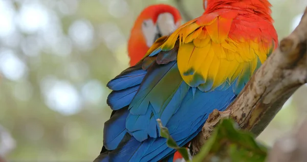 Para Pięknych Kolorowych Macaws — Zdjęcie stockowe