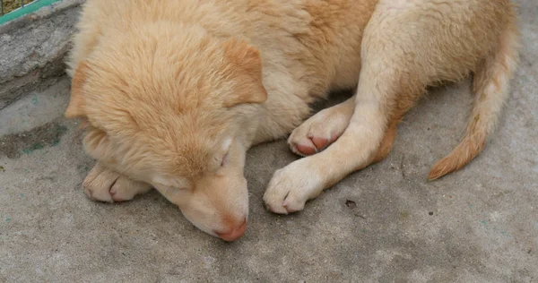 Little Puppy Sleep Close — Stock Photo, Image
