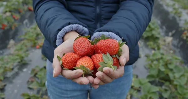 Femme Tenir Fraise Dans Ferme — Photo