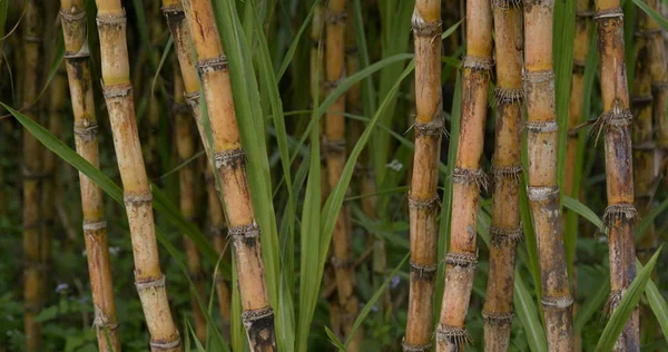 Sugar Cane Farm View — Stockfoto