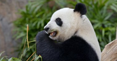 panda hayvanat bahçesinde bambu yemek