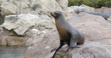Kayanın üzerinde yatan deniz aslanı