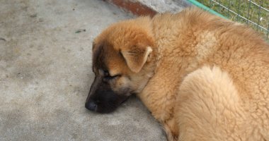 Çiftlikte uyuyan köpek yavrusu yakın çekim